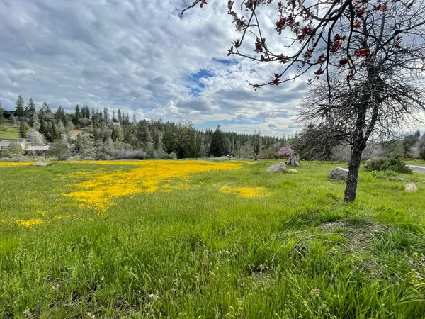 a view of a yard with a large trees