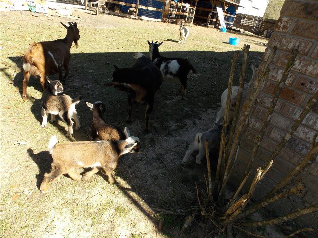 29249 Ironwood Road Livingston, LA 70754 - Photo 20 of 56