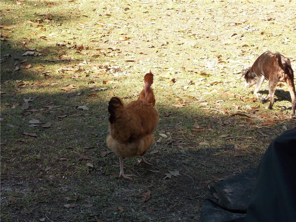 29249 Ironwood Road Livingston, LA 70754 - Photo 27 of 56