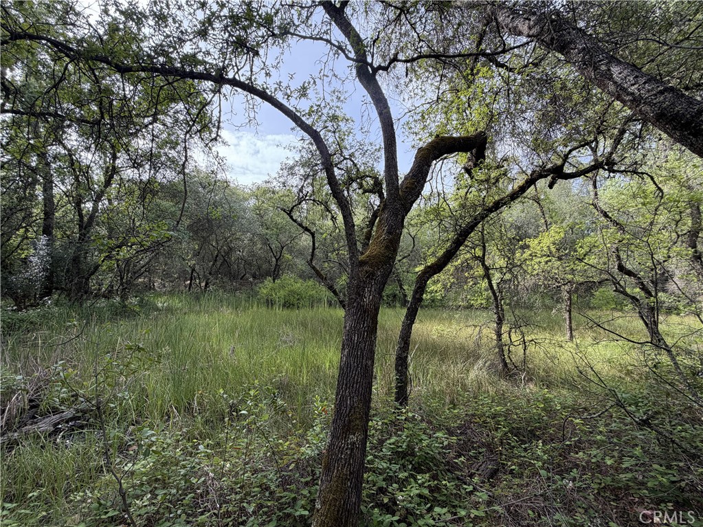 0 Ophir Road Oroville, CA 95966 - Photo 22 of 29 a view of a yard with a tree