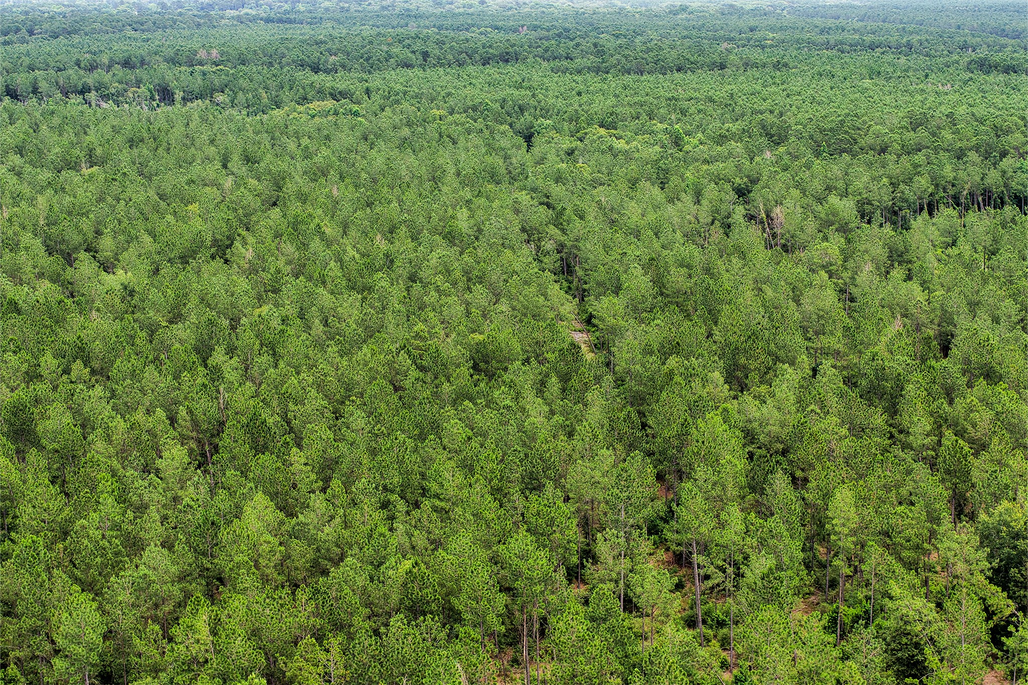 1782-acres County Line Road Shepherd, TX 77371 - Photo 3 of 22