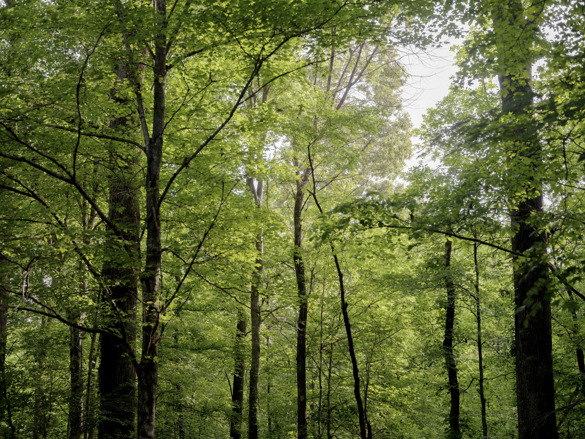 1098 Fred Gibbs Road White Bluff, TN 37187 - Photo 29 of 72 a view of forest