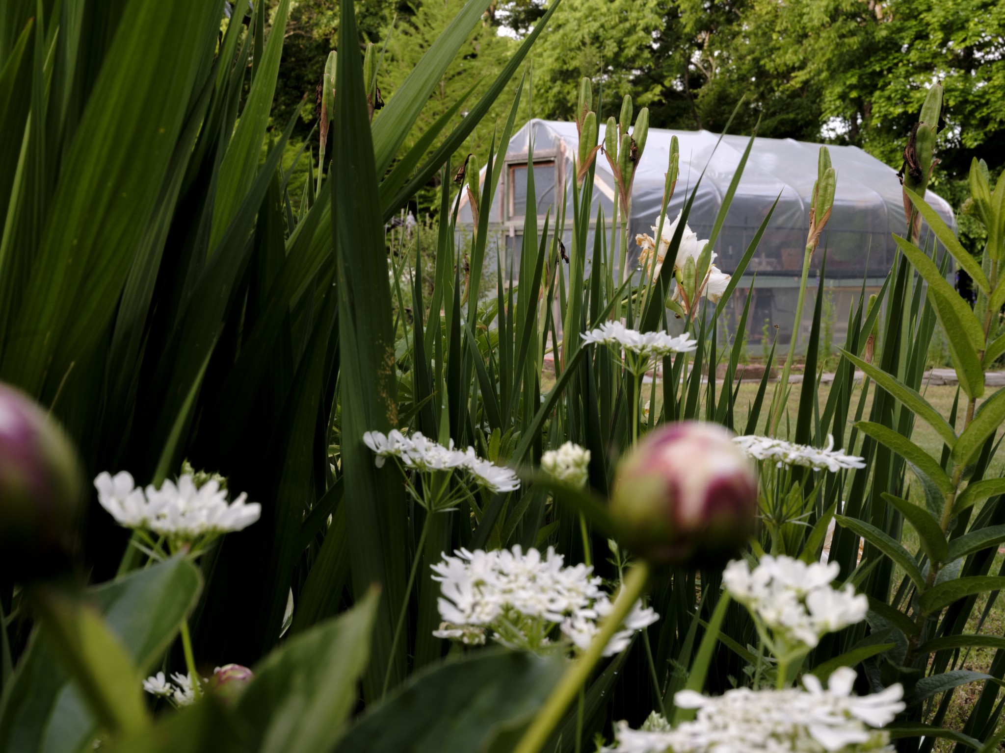1098 Fred Gibbs Road White Bluff, TN 37187 - Photo 52 of 72 a view of a bunch of flowers in a garden
