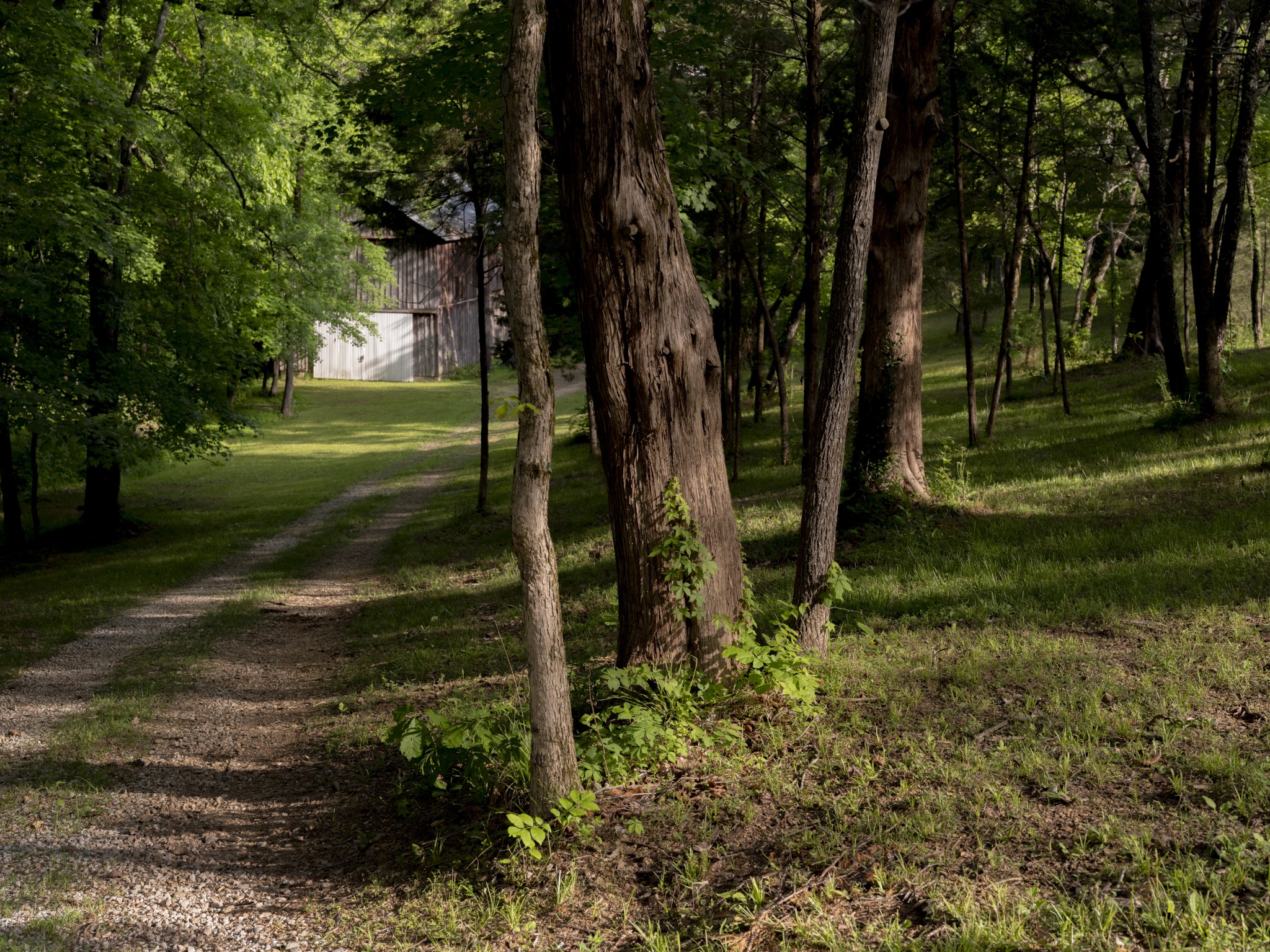 1098 Fred Gibbs Road White Bluff, TN 37187 - Photo 60 of 72 a view of a trees in a yard