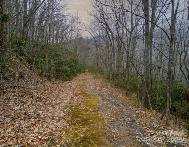 a view of a yard with large trees