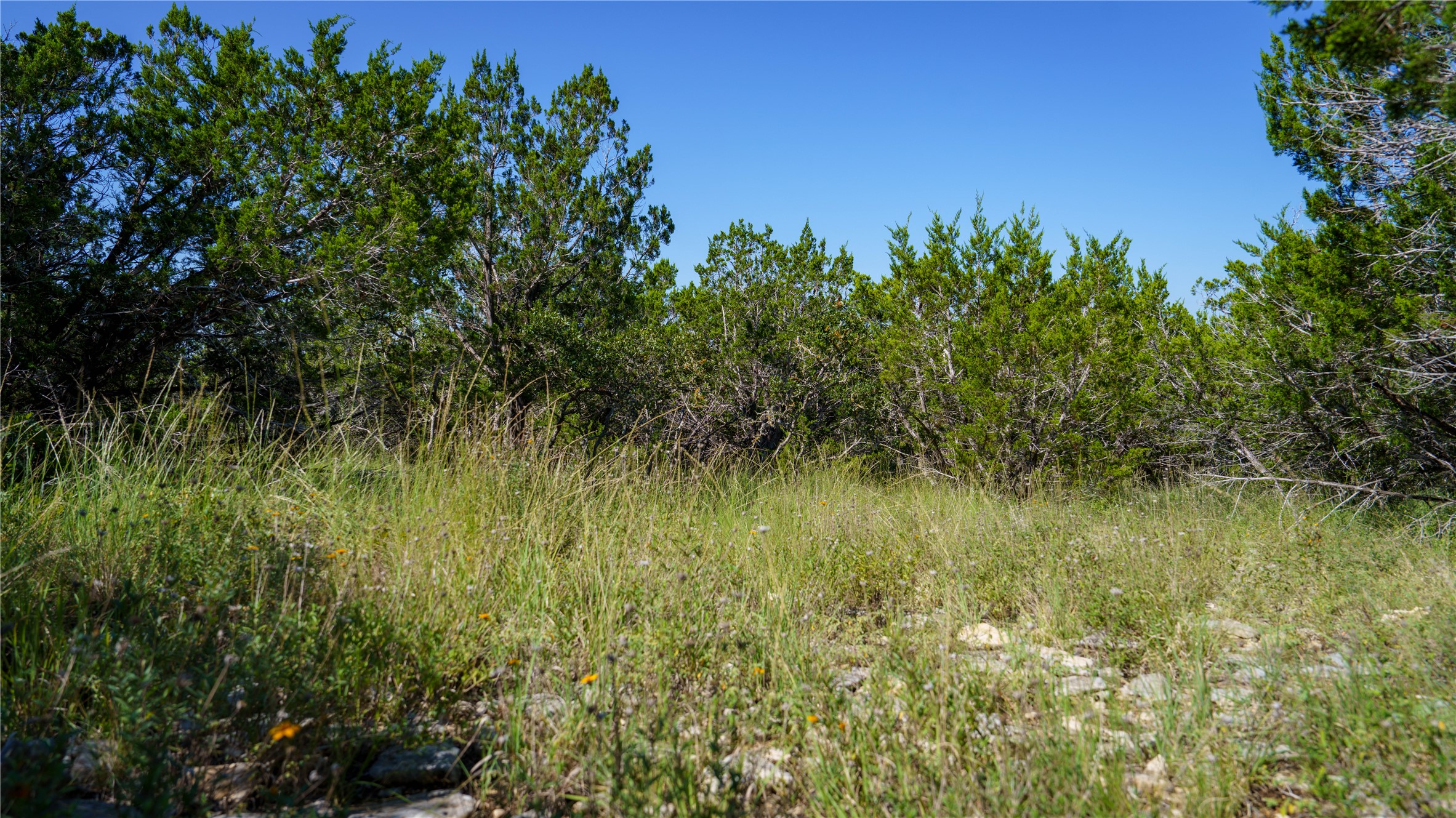 150 Henderson Branch Road West Ingram, TX 78025 - Photo 16 of 27 View of local wilderness