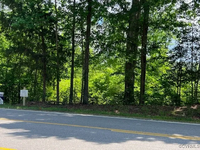 a lush green forest with lots of trees