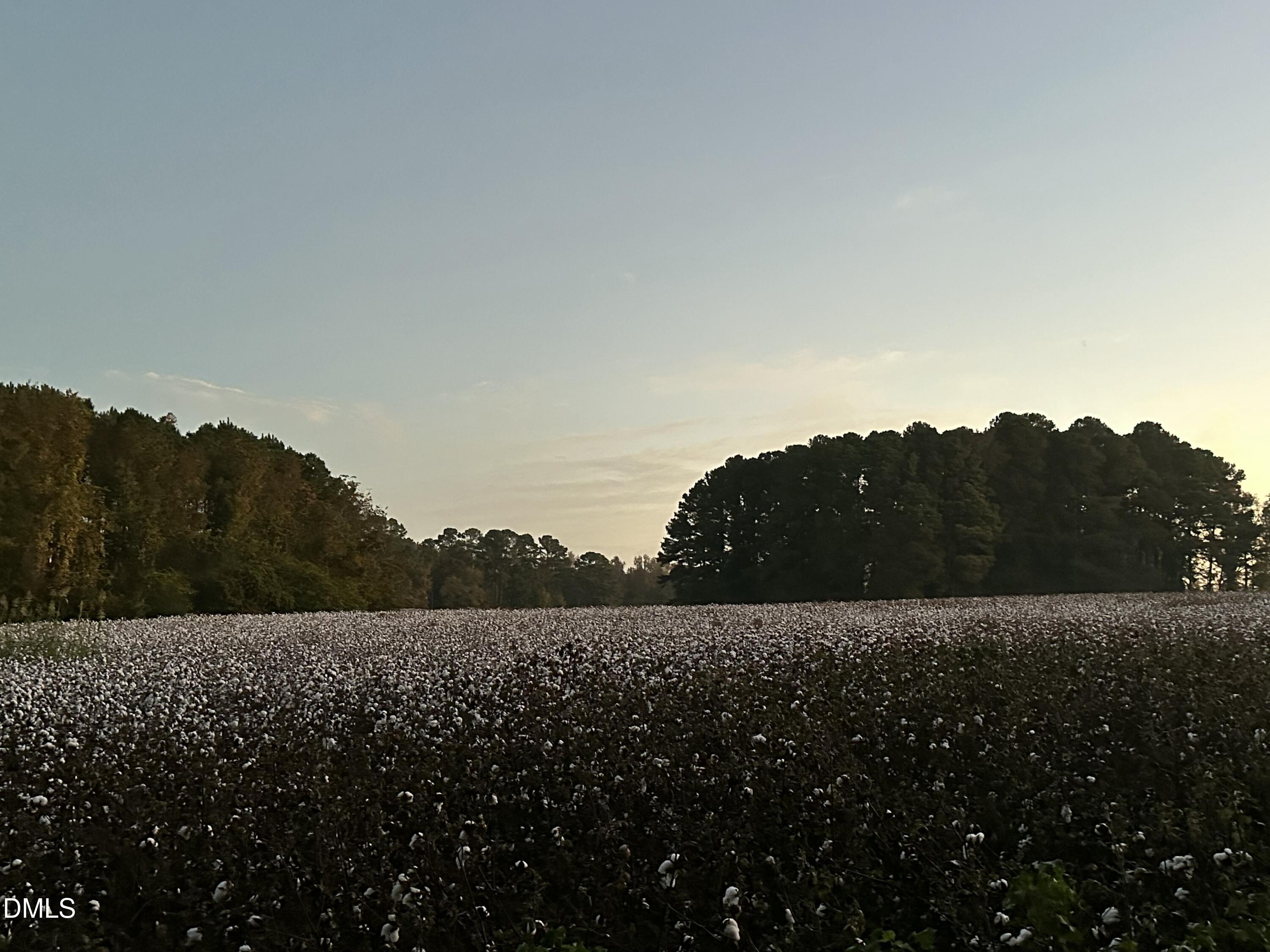 9035 New Sandy Hill Church Road Middlesex, NC 27557 - Photo 34 of 45 COTTON PLANTED BY FARMER