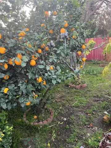 a view of a tree with an tree