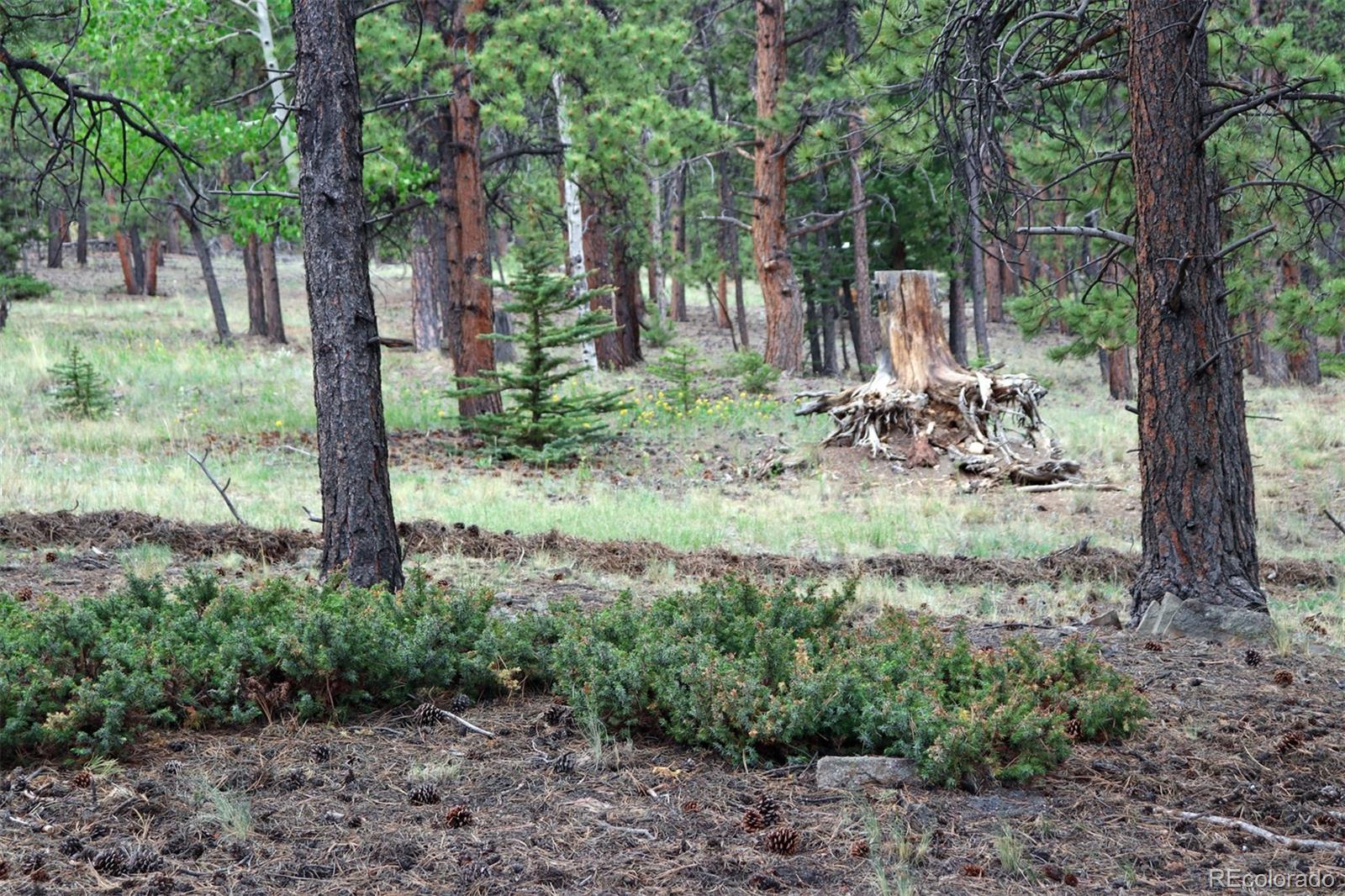 45 Singletree Road Hartsel, CO 80449 - Photo 12 of 40 Gallery Image 12