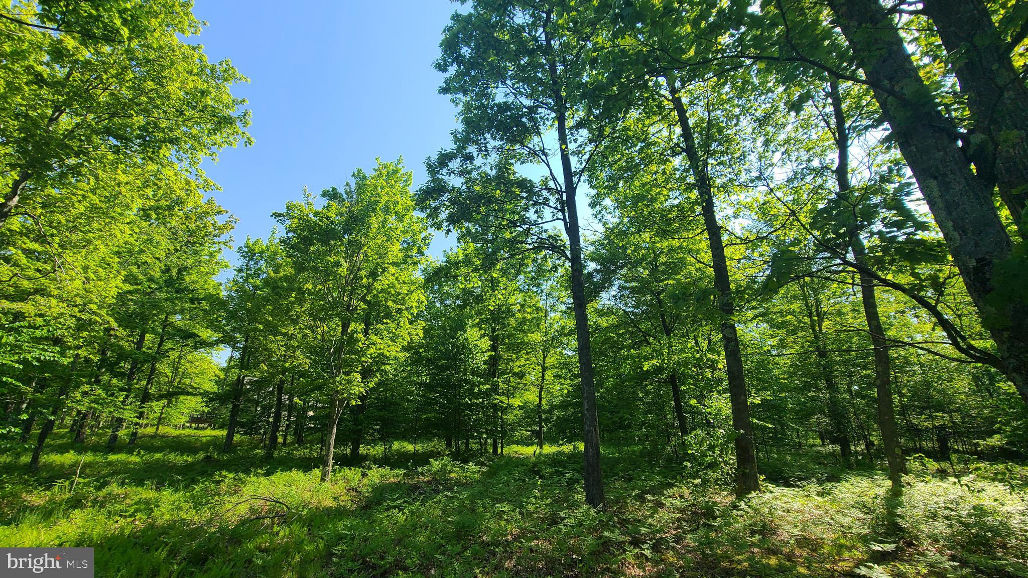 20 Fern Loop Oakland, MD 21550 - Photo 12 of 13
