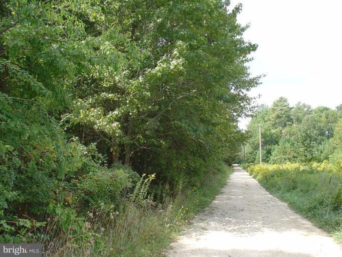 Piney Point Road Tall Timbers, MD 20690 - Photo 1 of 1 a view of a yard with plants and a large tree
