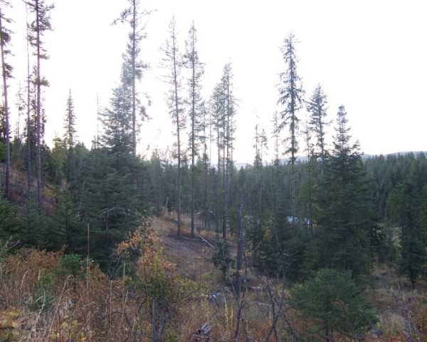 0 East Burnett Road Mead, WA 99021 - Photo 4 of 7