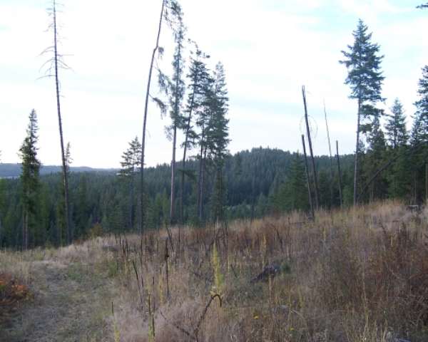 0 East Burnett Road Mead, WA 99021 - Photo 5 of 7