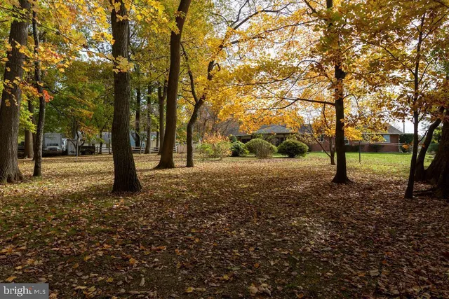a view of a tree in the middle of a forest