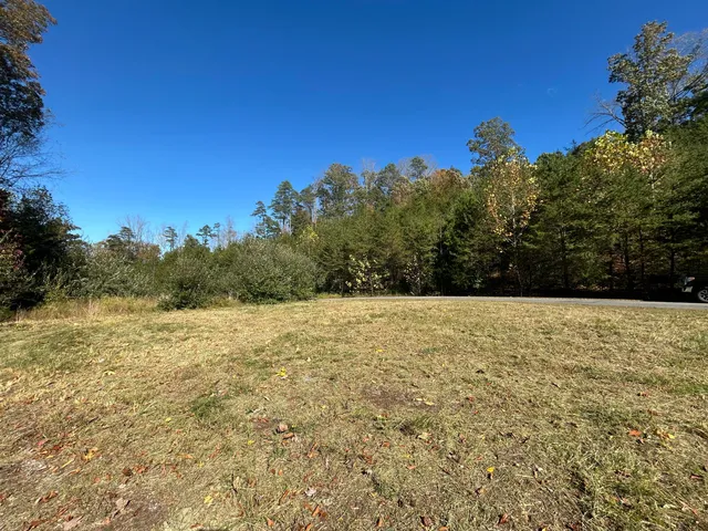 a view of a forest with a street
