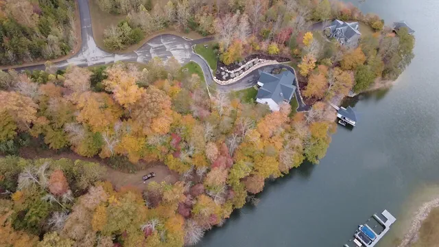 a view of a forest with a tree