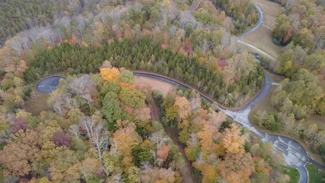 a view of a forest with trees in front of it