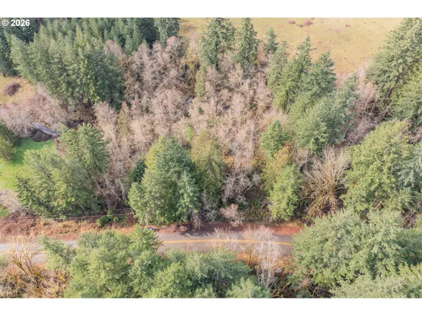a view of a forest with a yard