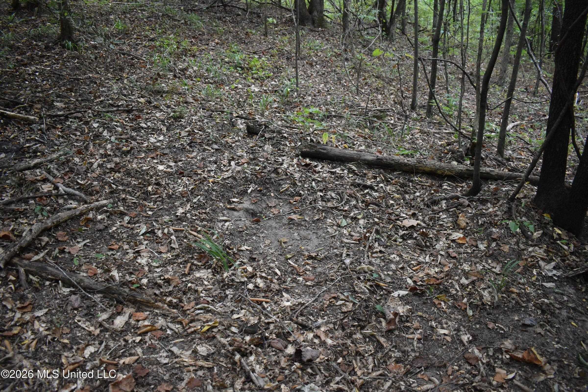 700 Front Road Benoit, MS 38725 - Photo 13 of 31 Gallery Image 13