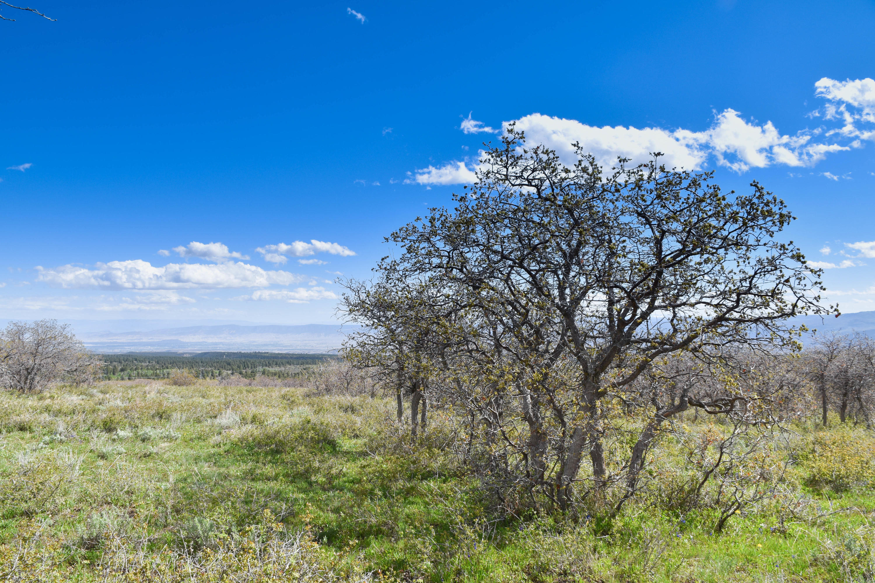 1115 Cornerstone Loop Montrose, CO 81403 - Photo 13 of 19 cam_-9