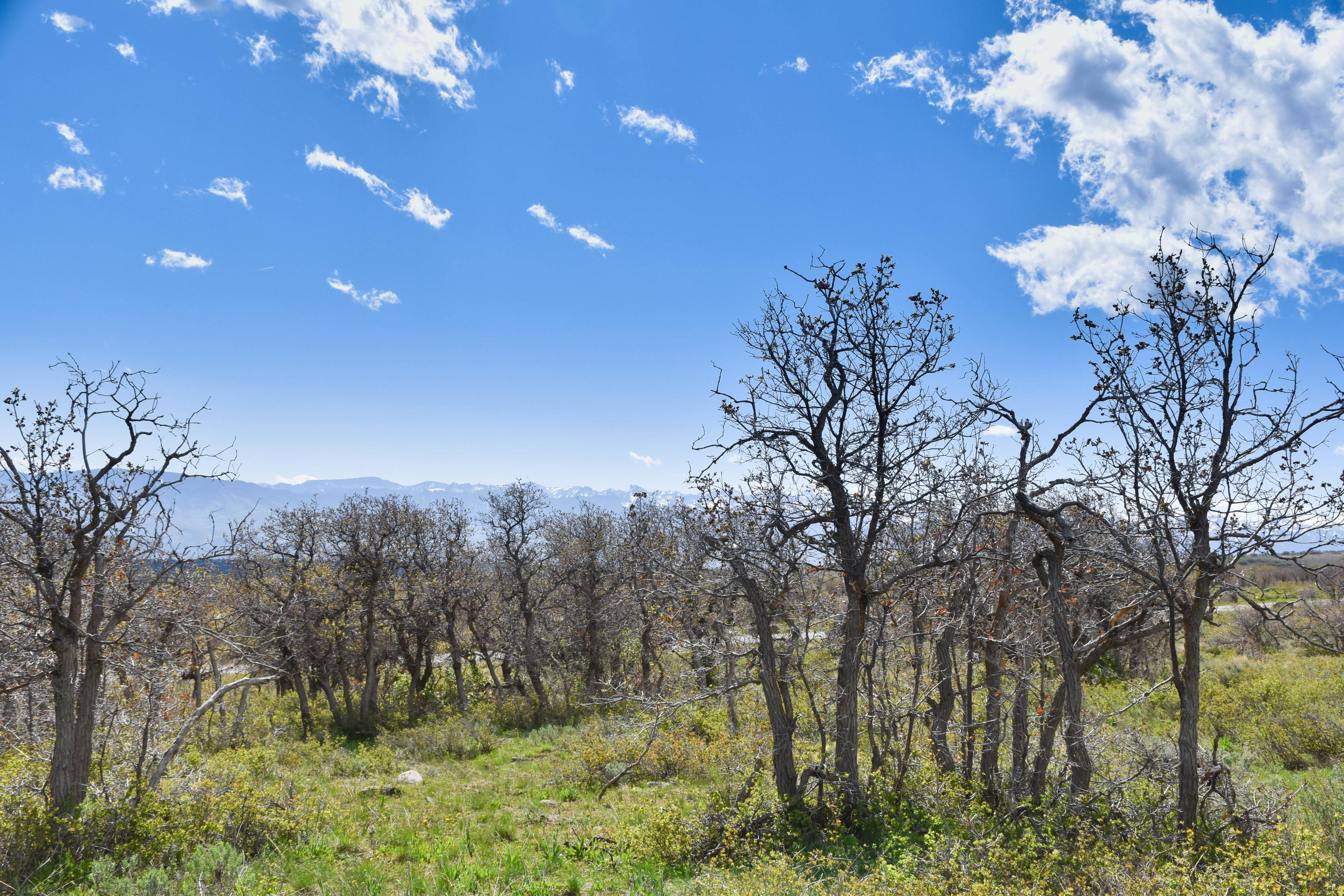 1115 Cornerstone Loop Montrose, CO 81403 - Photo 9 of 19 cam_-7
