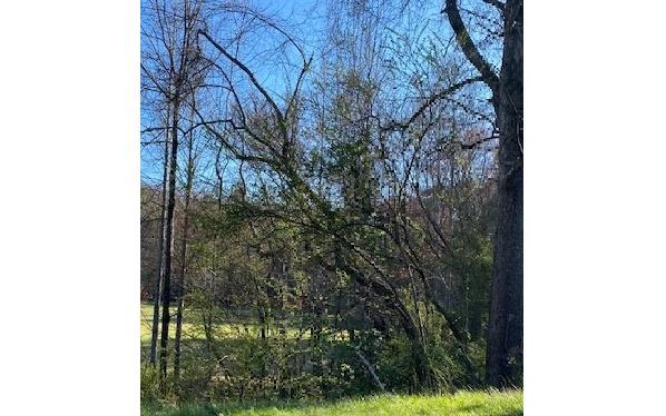 3.53 Honey Do Lane Blue Ridge, GA 30513 - Photo 2 of 5 Additional View