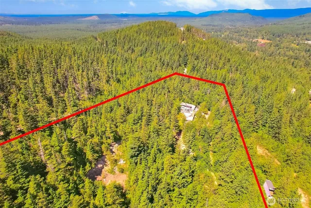 a close up of a lush green forest with large trees and buildings