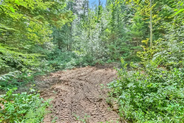 a view of a yard with plants and trees