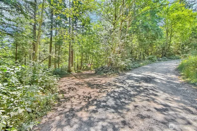 a view of a forest with a tree