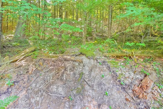 a view of a lush green forest
