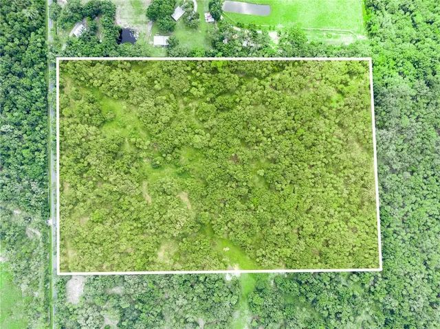 a view of a lush green forest