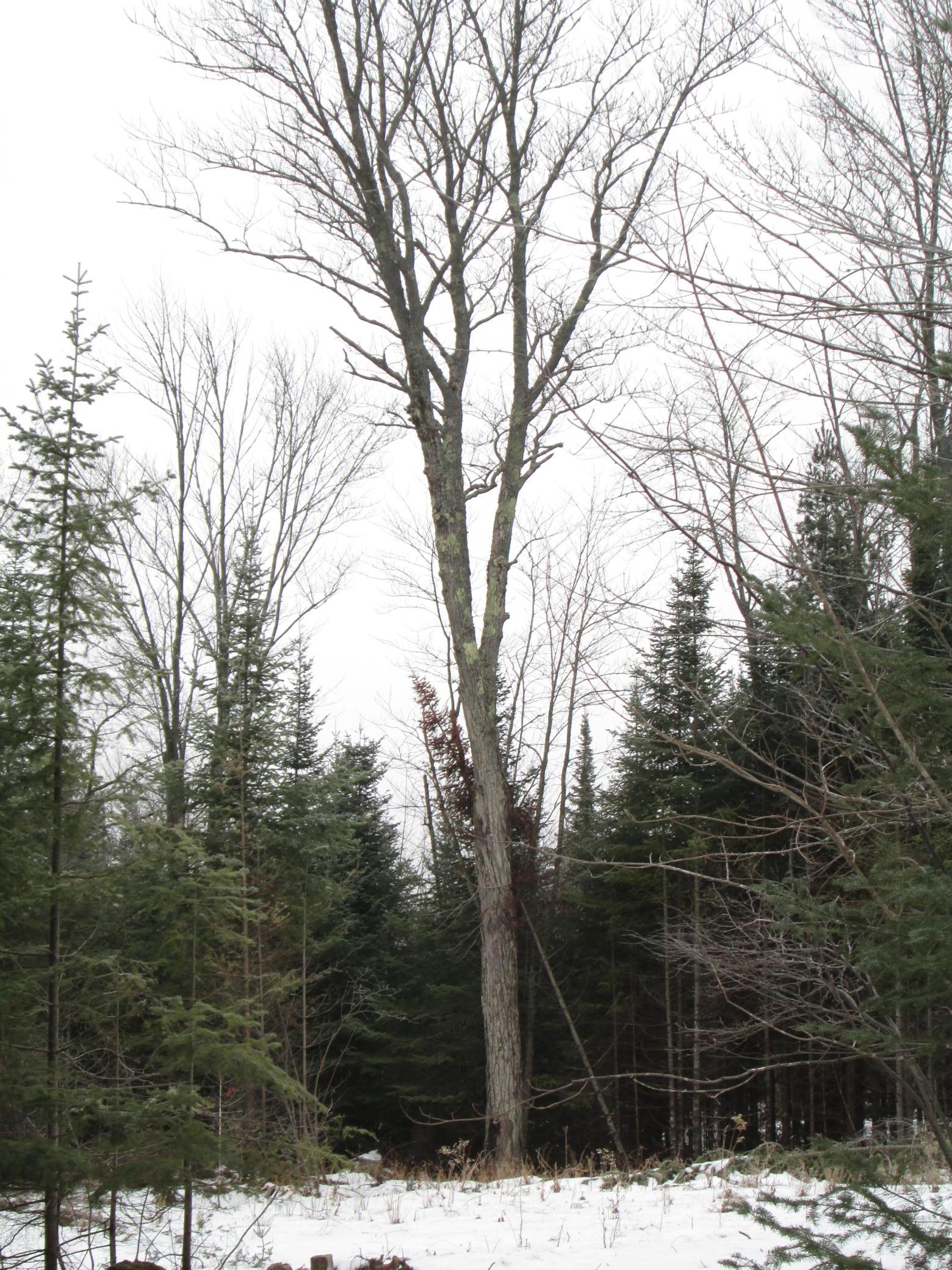 Tbd County Rd L South Range, WI 54874 - Photo 6 of 11