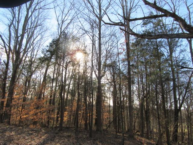 3 Sandy Springs Road Cedar Hill, TN 37032 - Photo 14 of 14 a view of trees and covered with tall trees