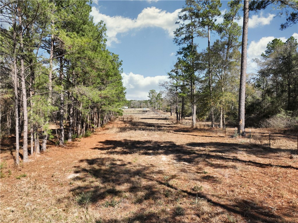 12082 State Highway 30 Anderson, TX 77830 - Photo 13 of 25 a view of a yard with trees