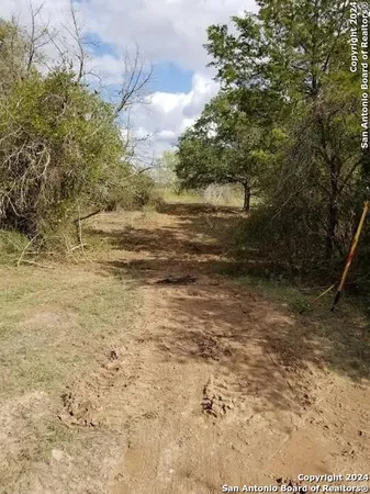 a view of a yard with trees