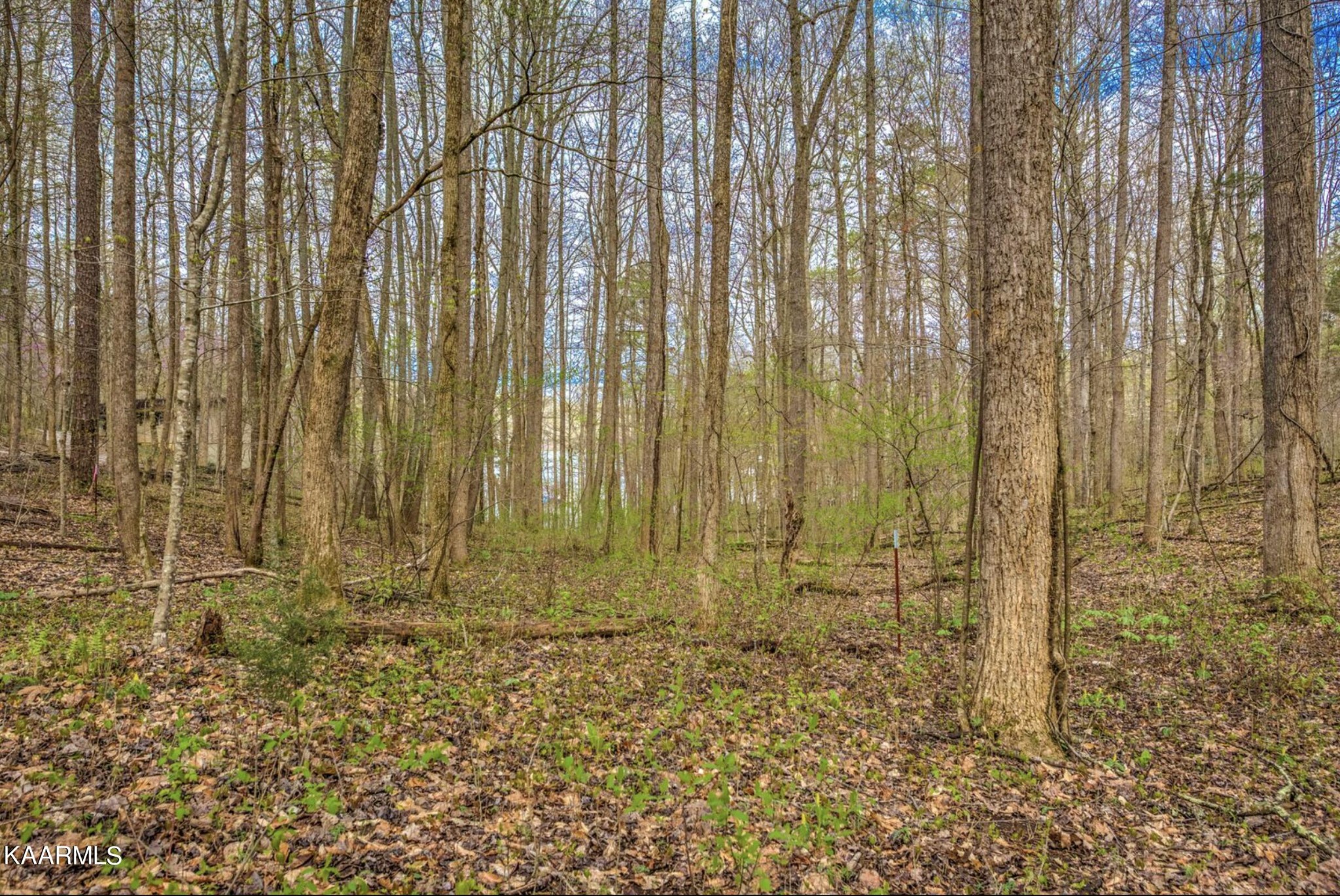 0 Sequoyah Road Andersonville, TN 37705 - Photo 8 of 16 Gallery Image 8