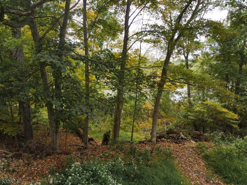 99 Seneca Lake Road Sparta, NJ 07871 - Photo 6 of 7 a view of a forest with trees