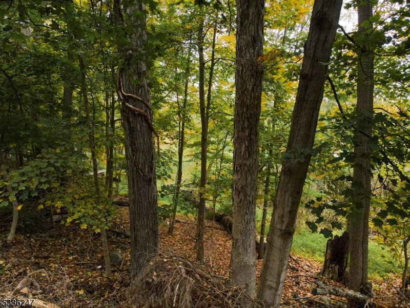 99 Seneca Lake Road Sparta, NJ 07871 - Photo 7 of 7 a view of forest