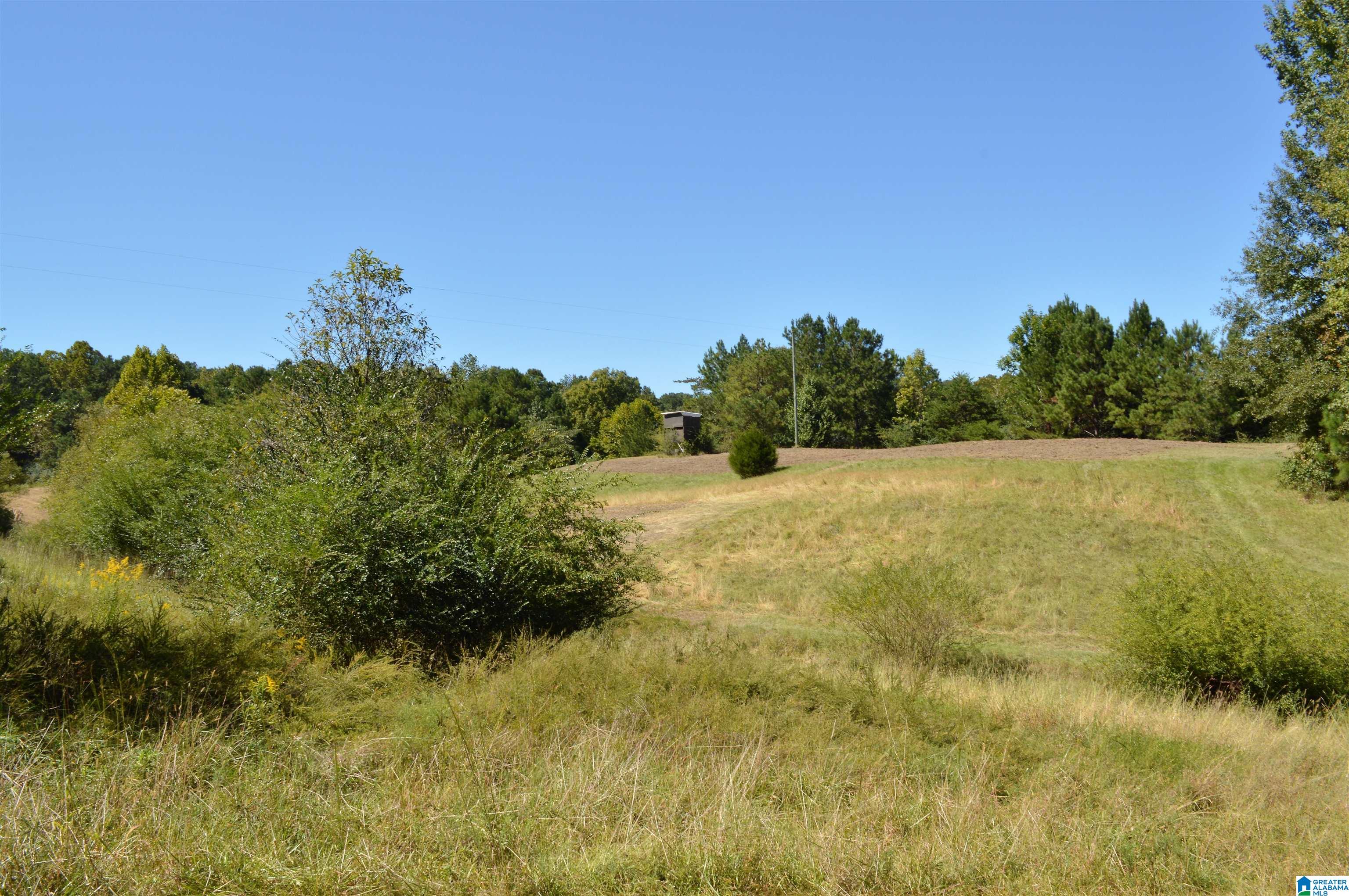 797 Hickory Hill Road West Blocton, AL 35184 - Photo 6 of 18
