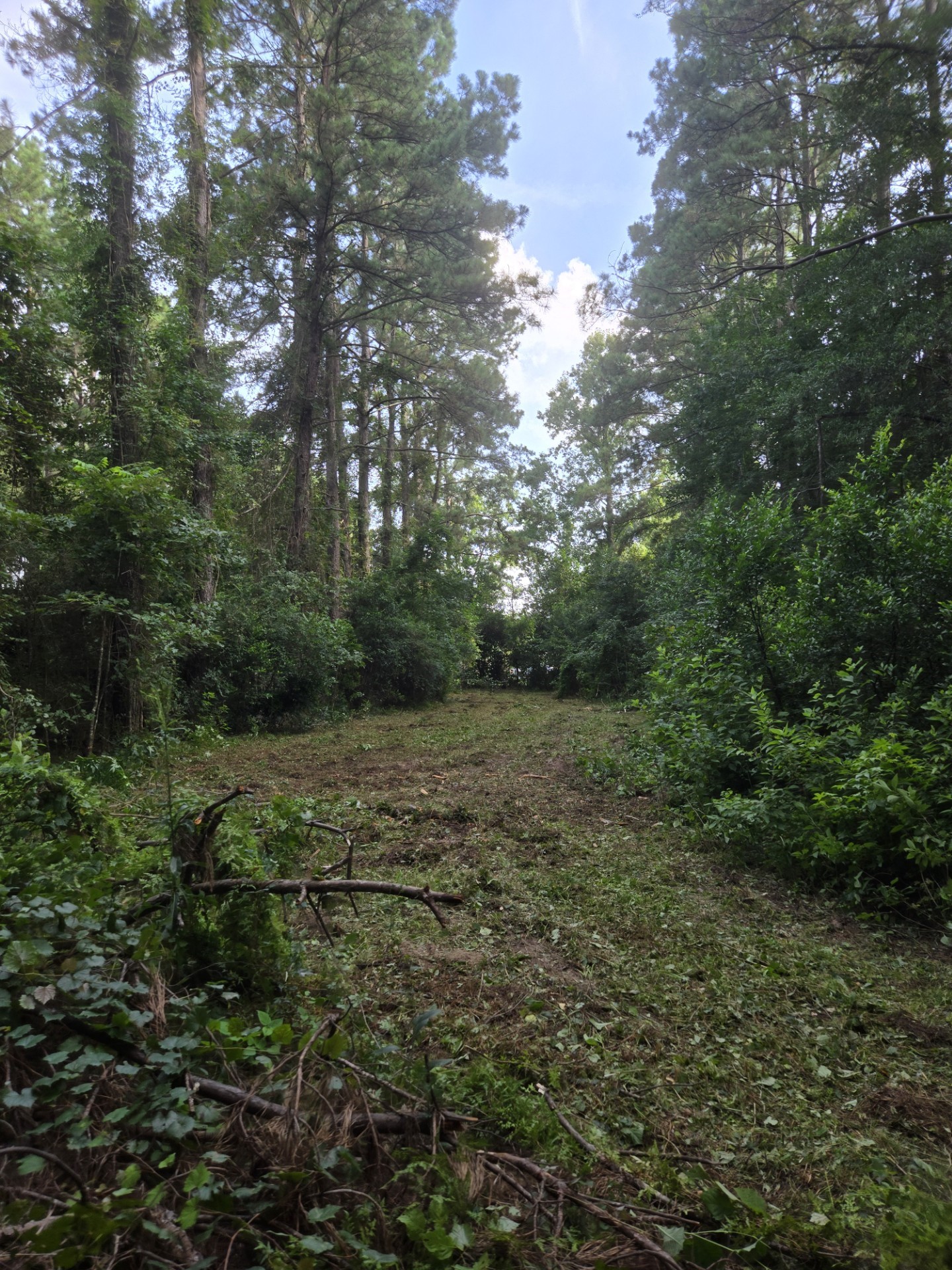 15399 Memorial Drive Splendora, TX 77372 - Photo 5 of 15 a view of a yard