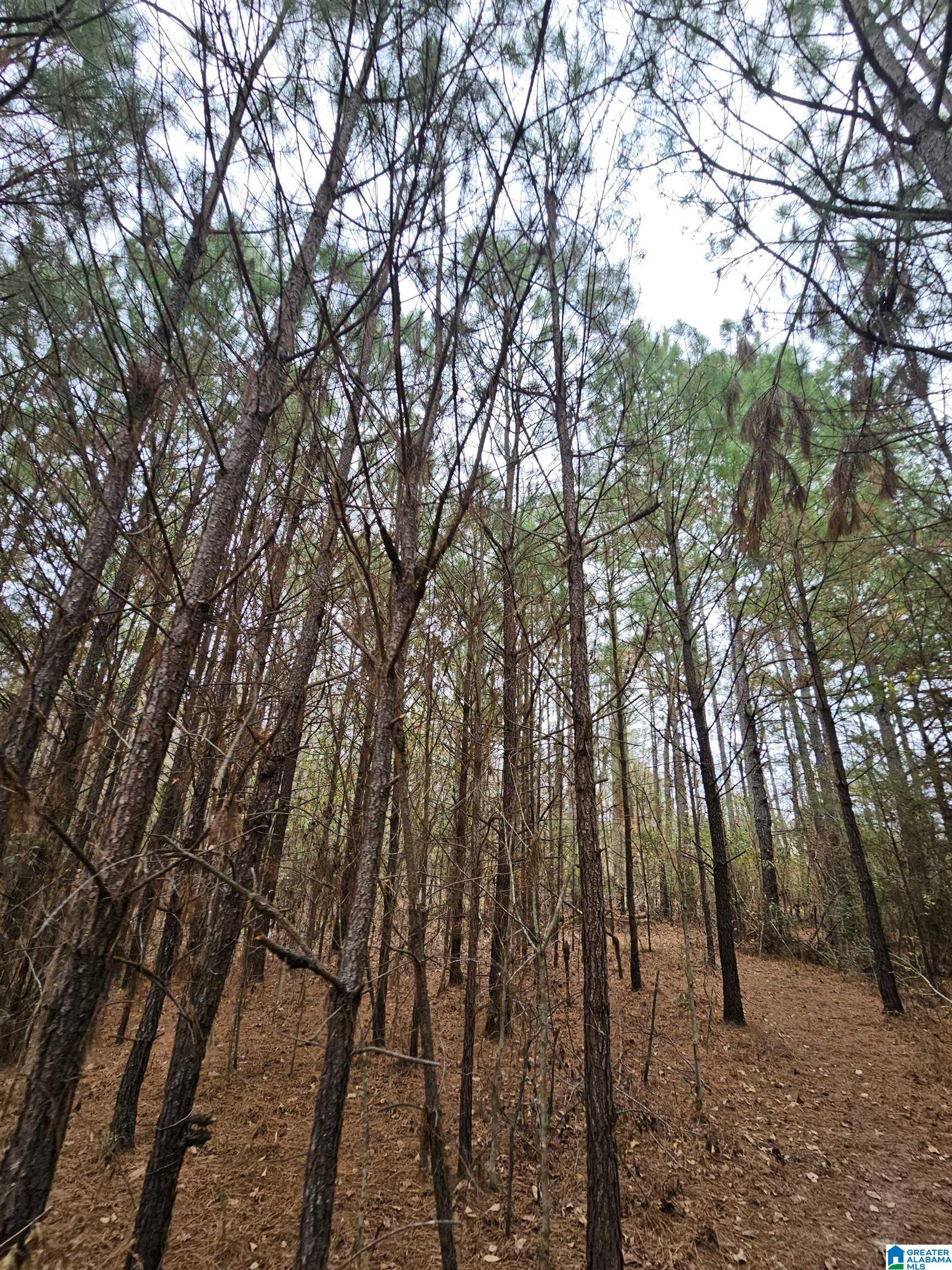 0 County Road 724 Calera, AL 35040 - Photo 5 of 18