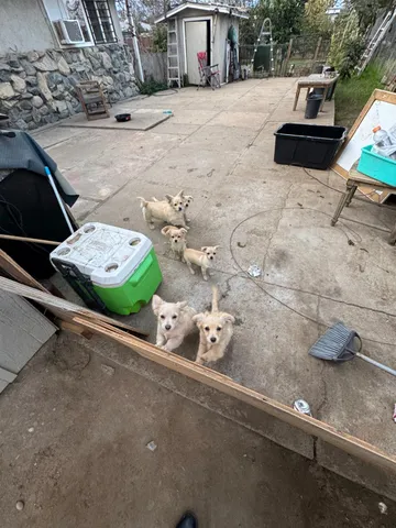 $265,000 | 1123 East Garrett Avenue, Fresno, CA 93706