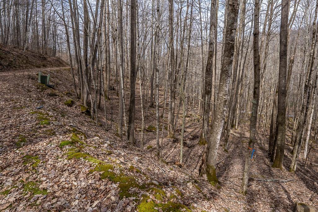 Lot 4 Buckeye Ridge Road, Unit 4 Beech Mountain, NC 28604 - Photo 13 of 28 Gallery Image 13