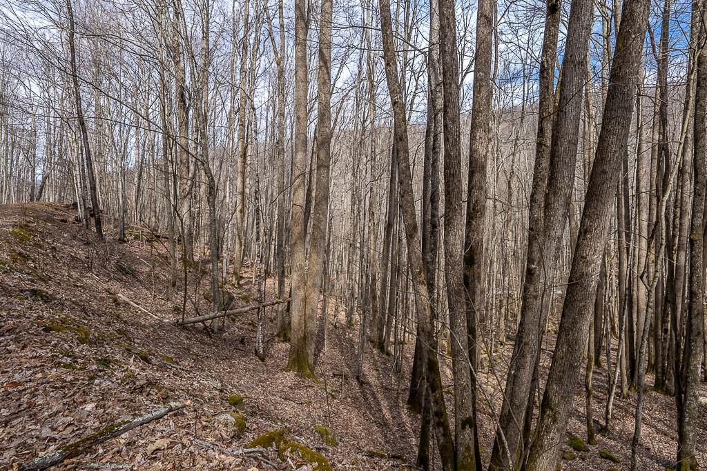 Lot 4 Buckeye Ridge Road, Unit 4 Beech Mountain, NC 28604 - Photo 14 of 28 Gallery Image 14