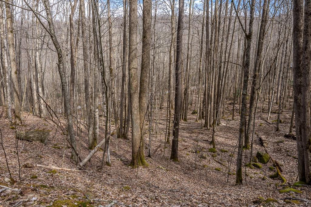 Lot 4 Buckeye Ridge Road, Unit 4 Beech Mountain, NC 28604 - Photo 2 of 28 Gallery Image 2