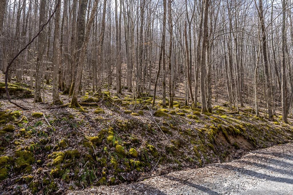 Lot 4 Buckeye Ridge Road, Unit 4 Beech Mountain, NC 28604 - Photo 25 of 28 Gallery Image 25