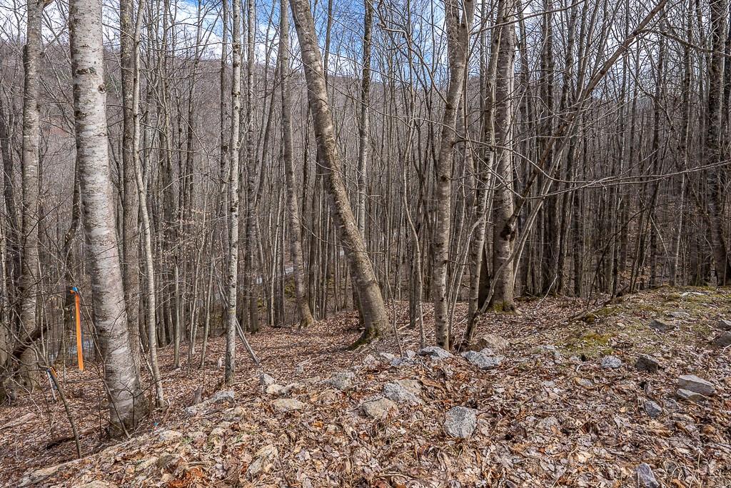 Lot 4 Buckeye Ridge Road, Unit 4 Beech Mountain, NC 28604 - Photo 6 of 28 Gallery Image 6