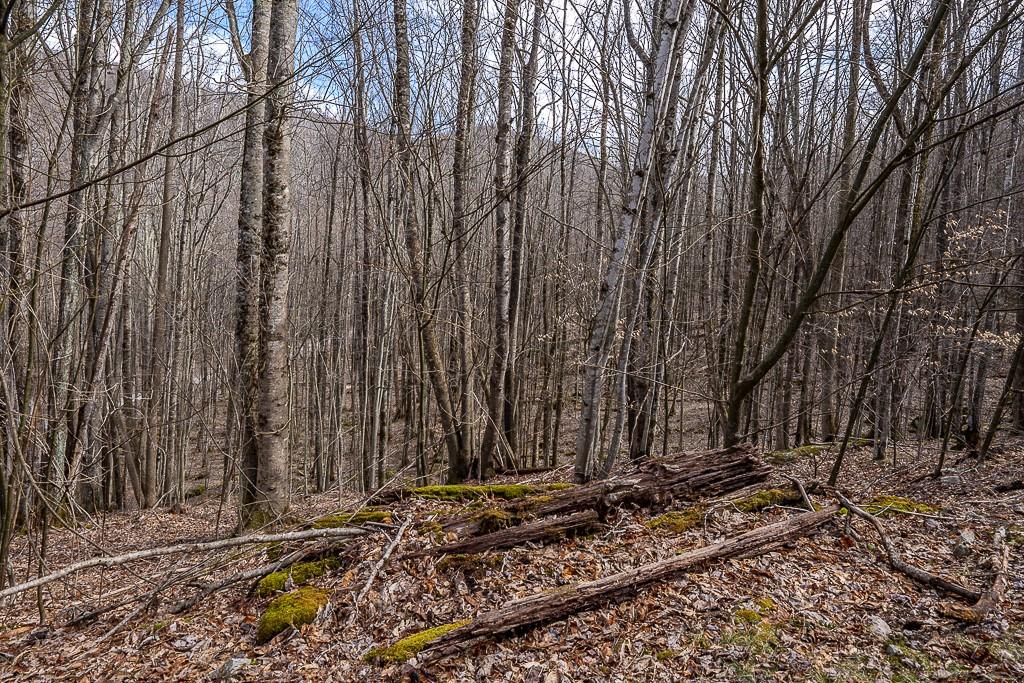 Lot 4 Buckeye Ridge Road, Unit 4 Beech Mountain, NC 28604 - Photo 9 of 28 Gallery Image 9