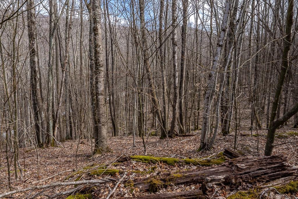 Lot 4 Buckeye Ridge Road, Unit 4 Beech Mountain, NC 28604 - Photo 10 of 28 Gallery Image 10